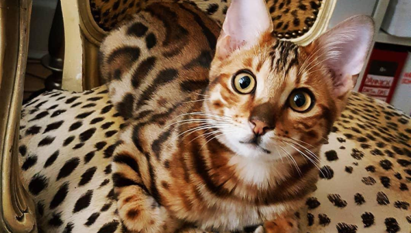 白羊座钟情的宠物豹猫品种-e家网