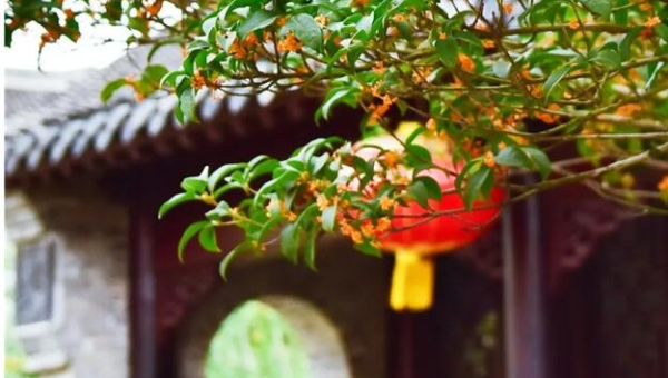 院子种植桂花树对风水的影响-e家网