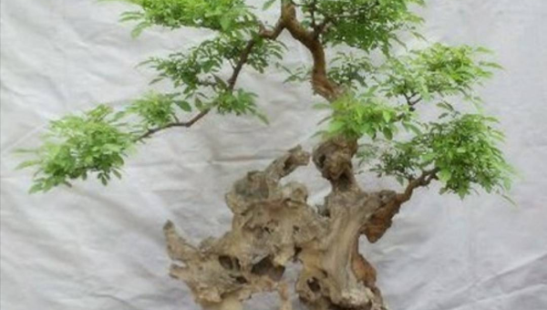 阳台种植菊花树的北方风水探讨-e家网