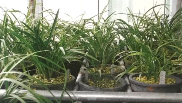 阳台种植兰花的北方风水探讨-e家网