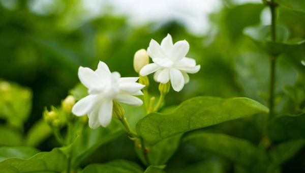阳台种植茉莉花的北方风水分析-e家网
