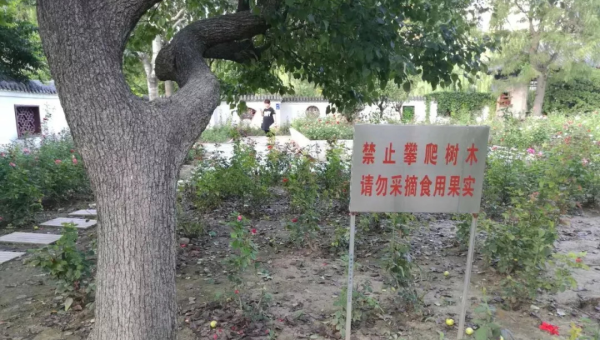 院子里种植桃树的风水意义-e家网